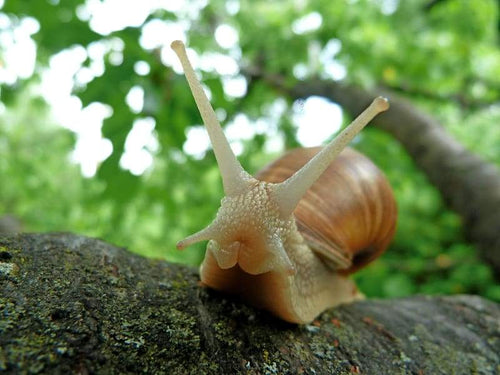 escargot sur branche bave d'escargot